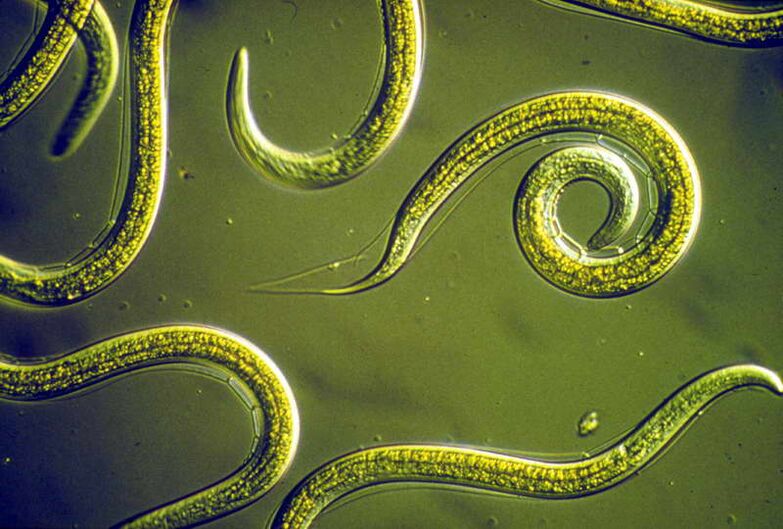 Nématodes