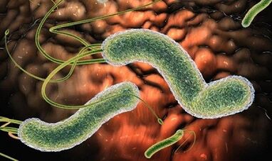 Types de parasites dans le sang humain