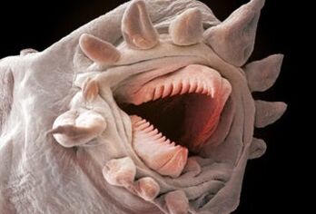 Quels vers peuvent vivre dans le corps humain