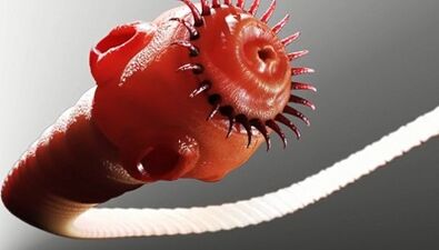 Types de parasites dans le corps humain